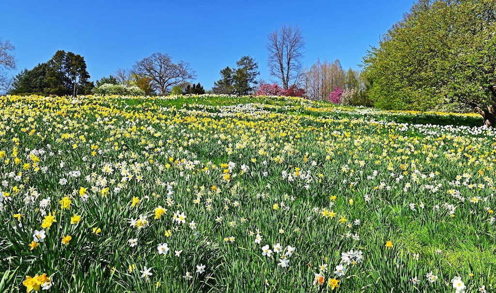 Daffodil Hill | Clay Family Picnic Pavilions, Bronx Park Rd, Bronx, NY 10458 | Phone: (718) 817-8700