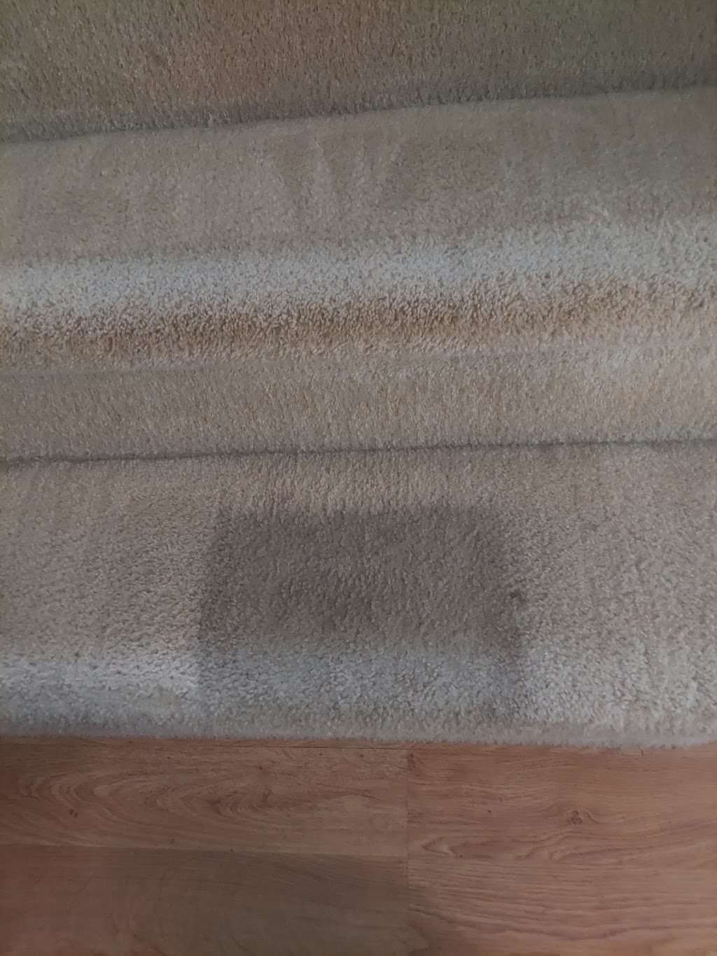 Tri-County Carpet Cleaning 11756 | 55 Hawk Ln, Levittown, NY 11756 | Phone: (516) 644-1762