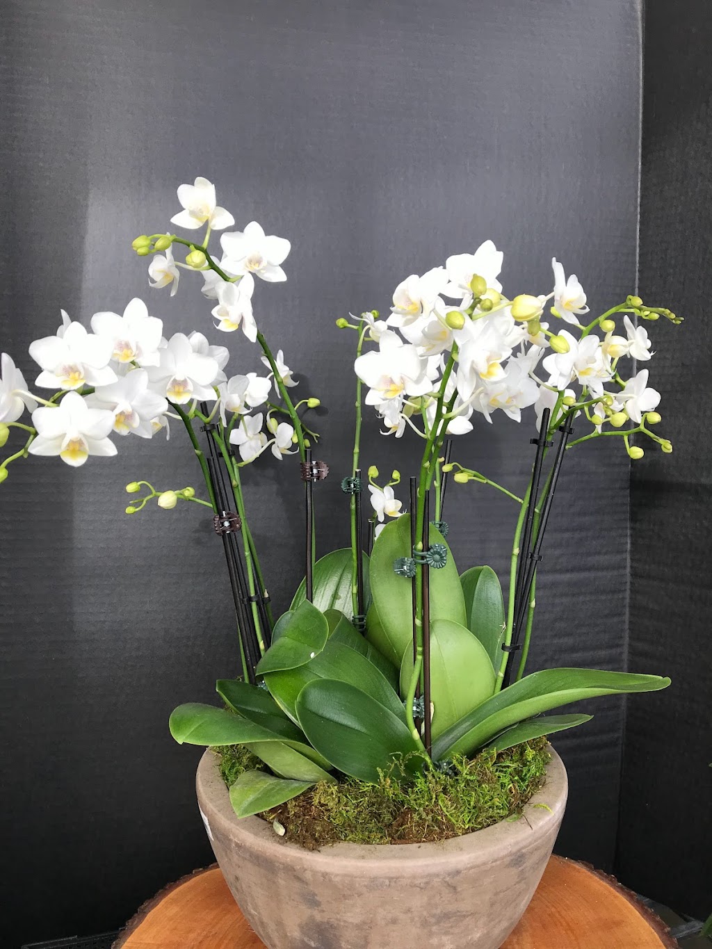 White Plains Orchids, Orchid Farm and Shop | 1485 Mamaroneck Ave, White Plains, NY 10605 | Phone: (914) 948-2064