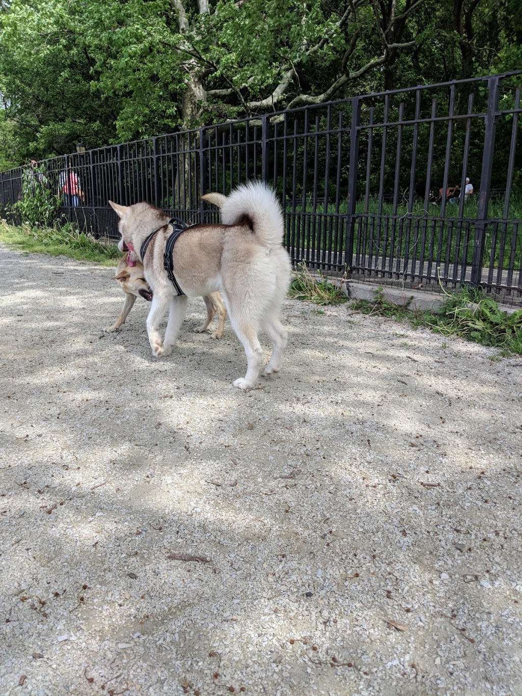 Owls Head Park Dog Run | 68th Street &, Shore Rd, Brooklyn, NY 11220 | Phone: (212) 639-9675