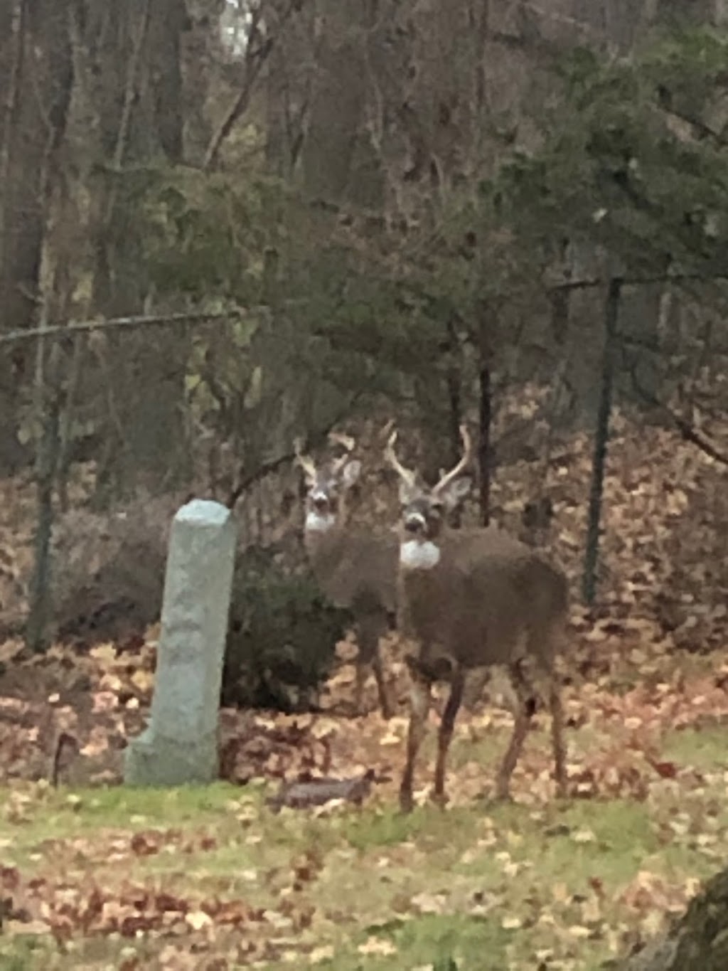 Westchester Hills Cemetery-Stephen Wise Free Synagogue Cemetery | 400 Saw Mill River Rd, Hastings-On-Hudson, NY 10706 | Phone: (914) 478-1767