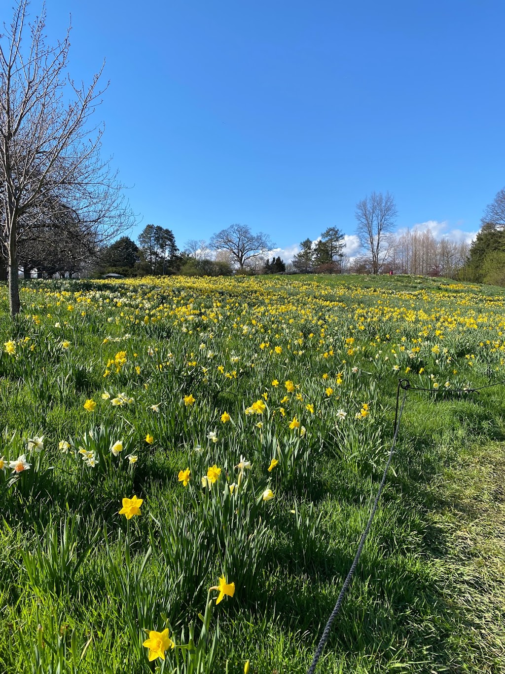 Daffodil Hill | Clay Family Picnic Pavilions, Bronx Park Rd, Bronx, NY 10458 | Phone: (718) 817-8700