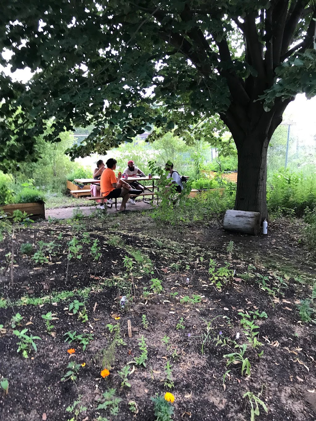 Swale Food Forest on Governors Island | 652 Craig Rd S, New York, NY 10004 | Phone: (718) 674-4872