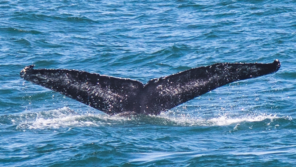 Long Island Whale and Seal Watching | 31 Woodcleft Ave, Freeport, NY 11520 | Phone: (516) 544-6698