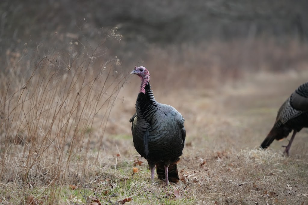 Marshlands Conservancy | 220 Boston Post Rd, Rye, NY 10580 | Phone: (914) 835-4466