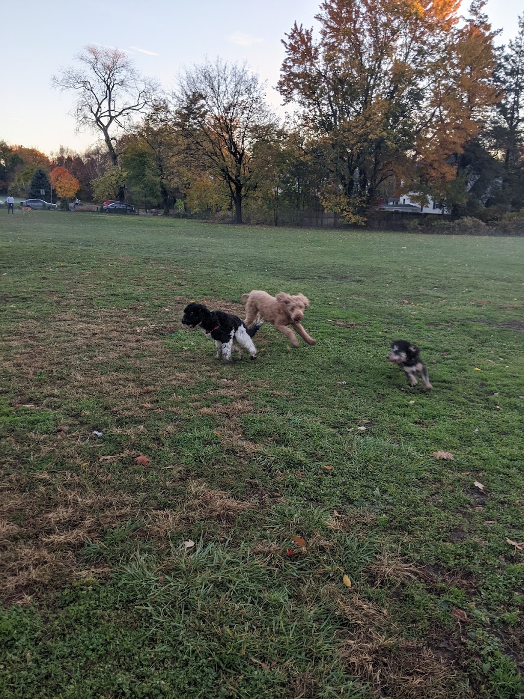 Bronxville Dog Park | 28 Grove Ln, Bronxville, NY 10708 | Phone: (914) 771-3311