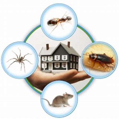 Problem Solved Pest Control | 121 Gavin St, Yonkers, NY 10701 | Phone: (914) 376-0707