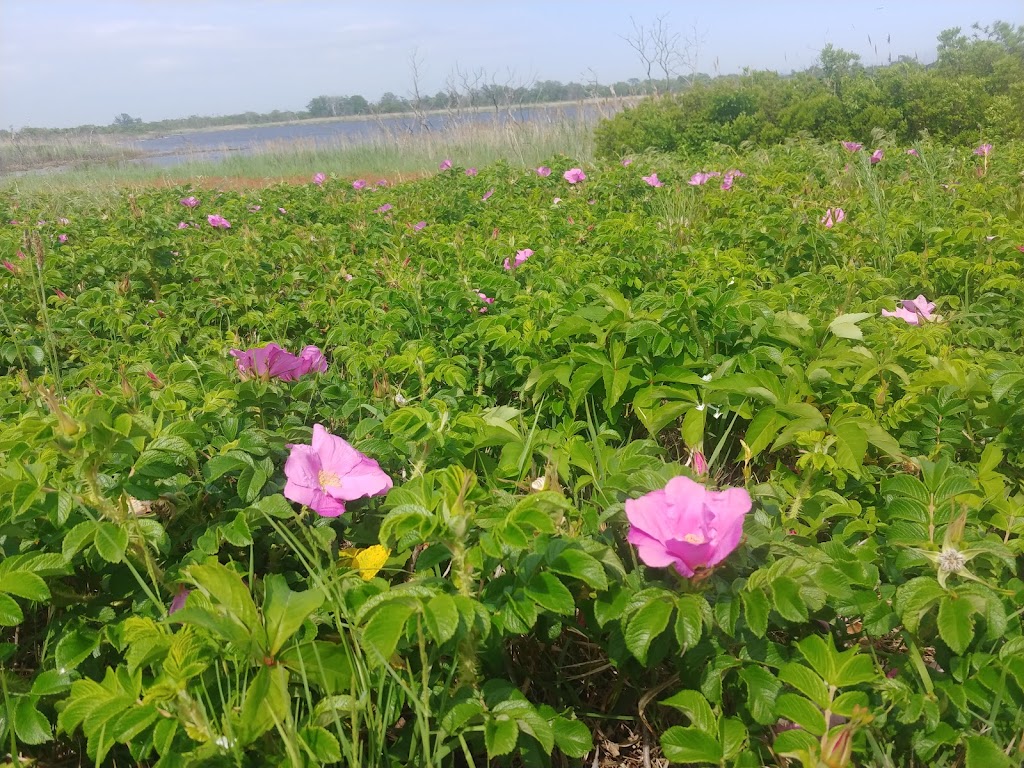 Jamaica Bay Wildlife Refuge | 175-10 Cross Bay Blvd, Queens, NY 11693 | Phone: (718) 318-4340