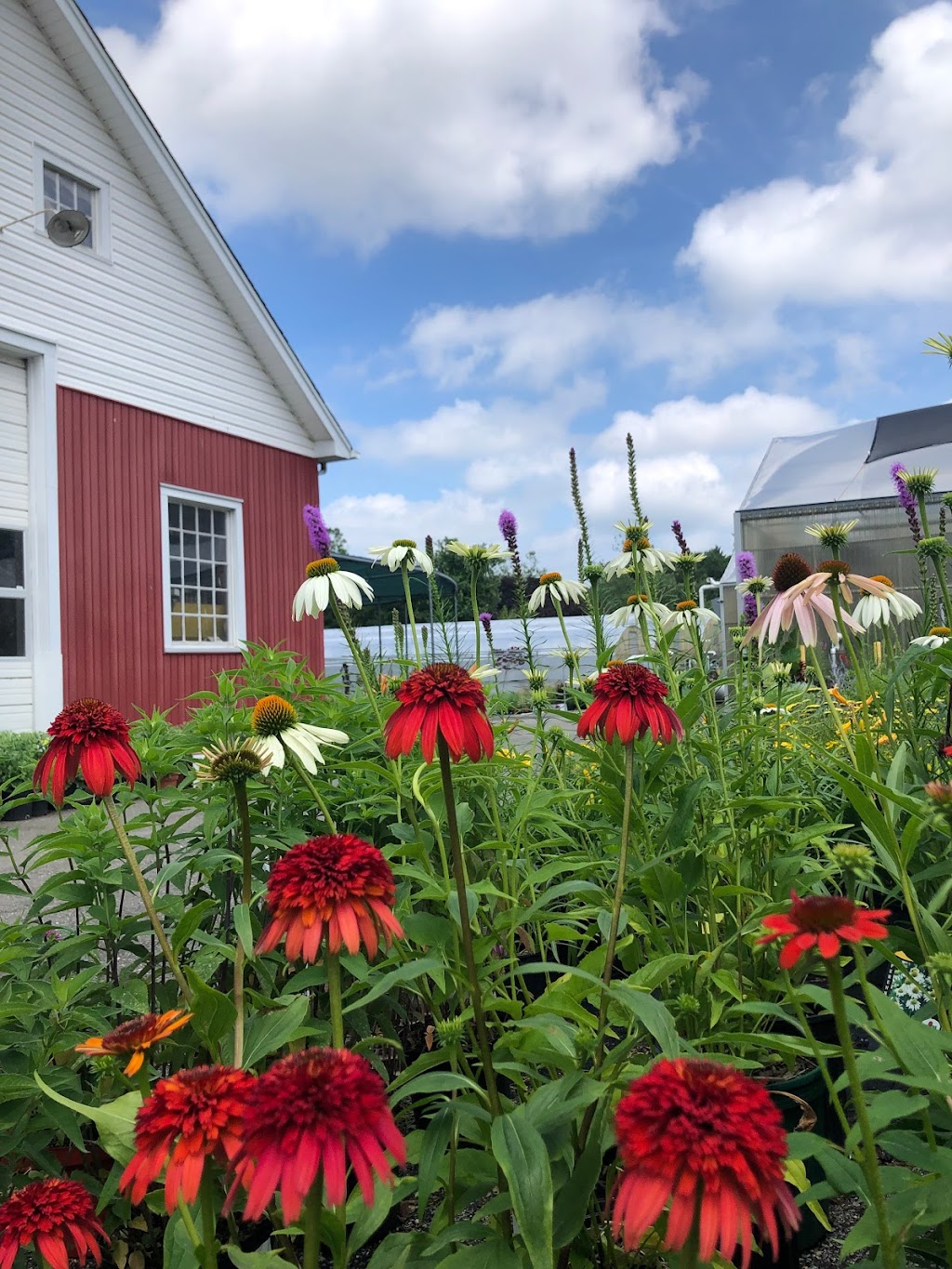 Albert H. Schmitt Family Farms on Bagatelle! | 6 Bagatelle Rd, Dix Hills, NY 11746 | Phone: (631) 549-3276