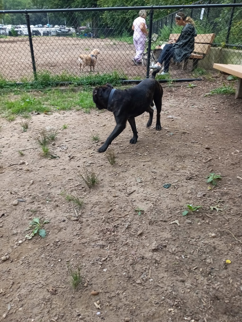 Cunningham Park Dog Run | 193rd St &, Radnor Rd, Fresh Meadows, NY 11366 | Phone: (212) 639-9675