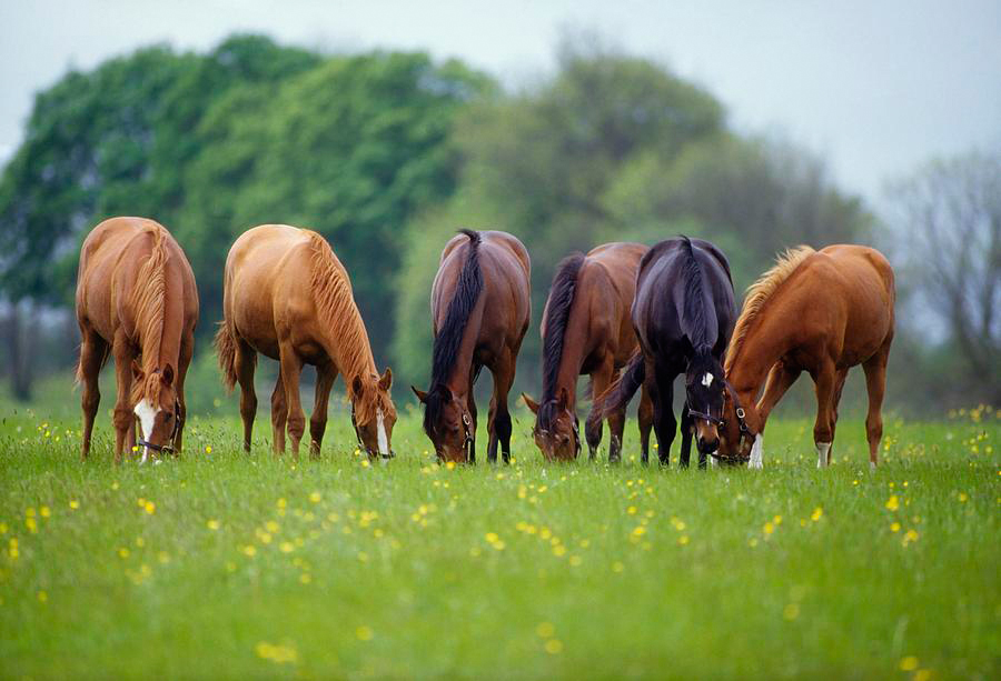 North Shore Saddlery, Ltd. | 6308 Northern Blvd, East Norwich, NY 11732 | Phone: (516) 922-9198