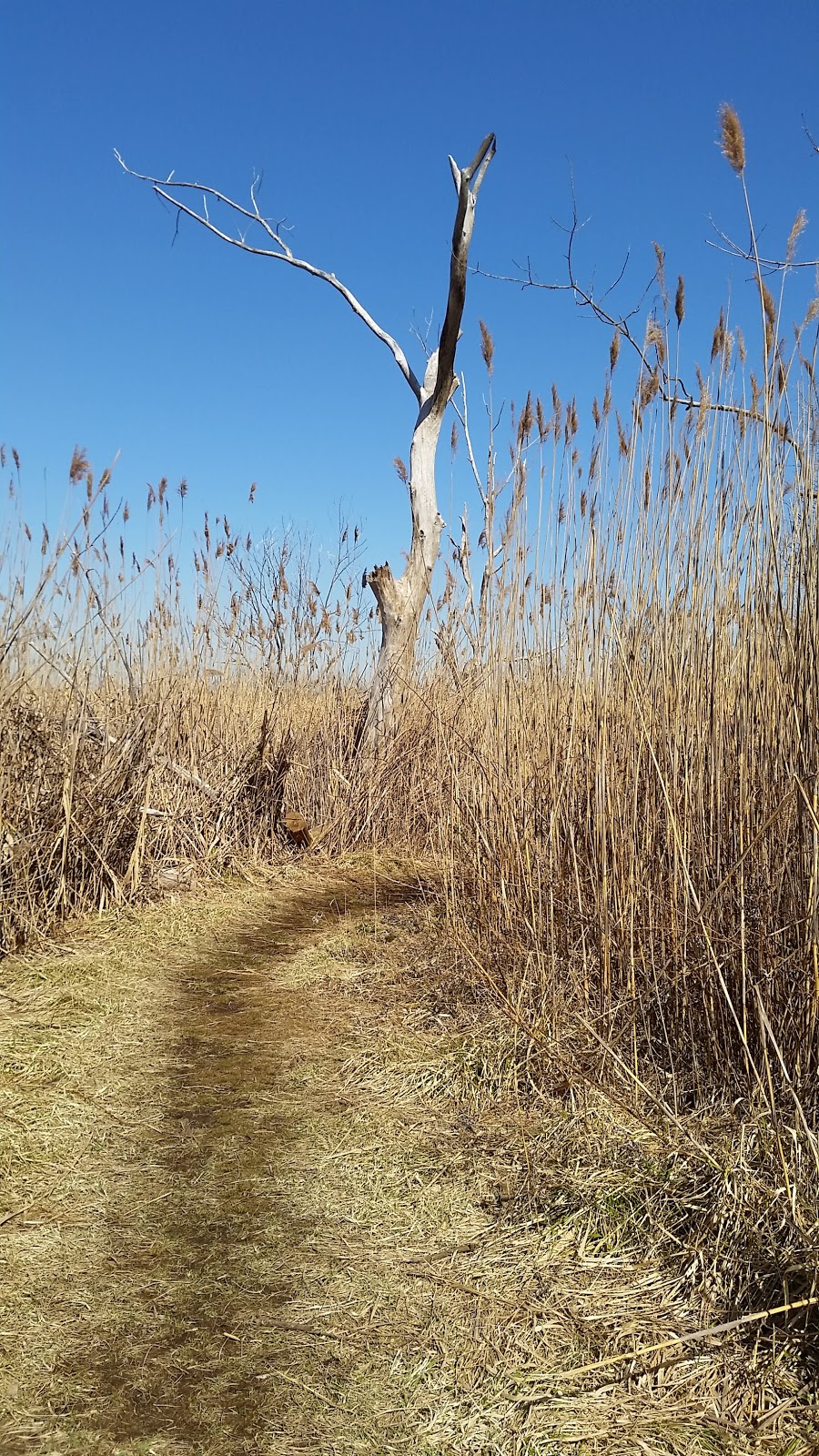 Jamaica Bay Wildlife Refuge | 175-10 Cross Bay Blvd, Queens, NY 11693 | Phone: (718) 318-4340