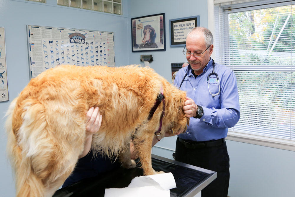 Rye Harrison Veterinary Hospital | 170 North St, Rye, NY 10580 | Phone: (914) 921-2000