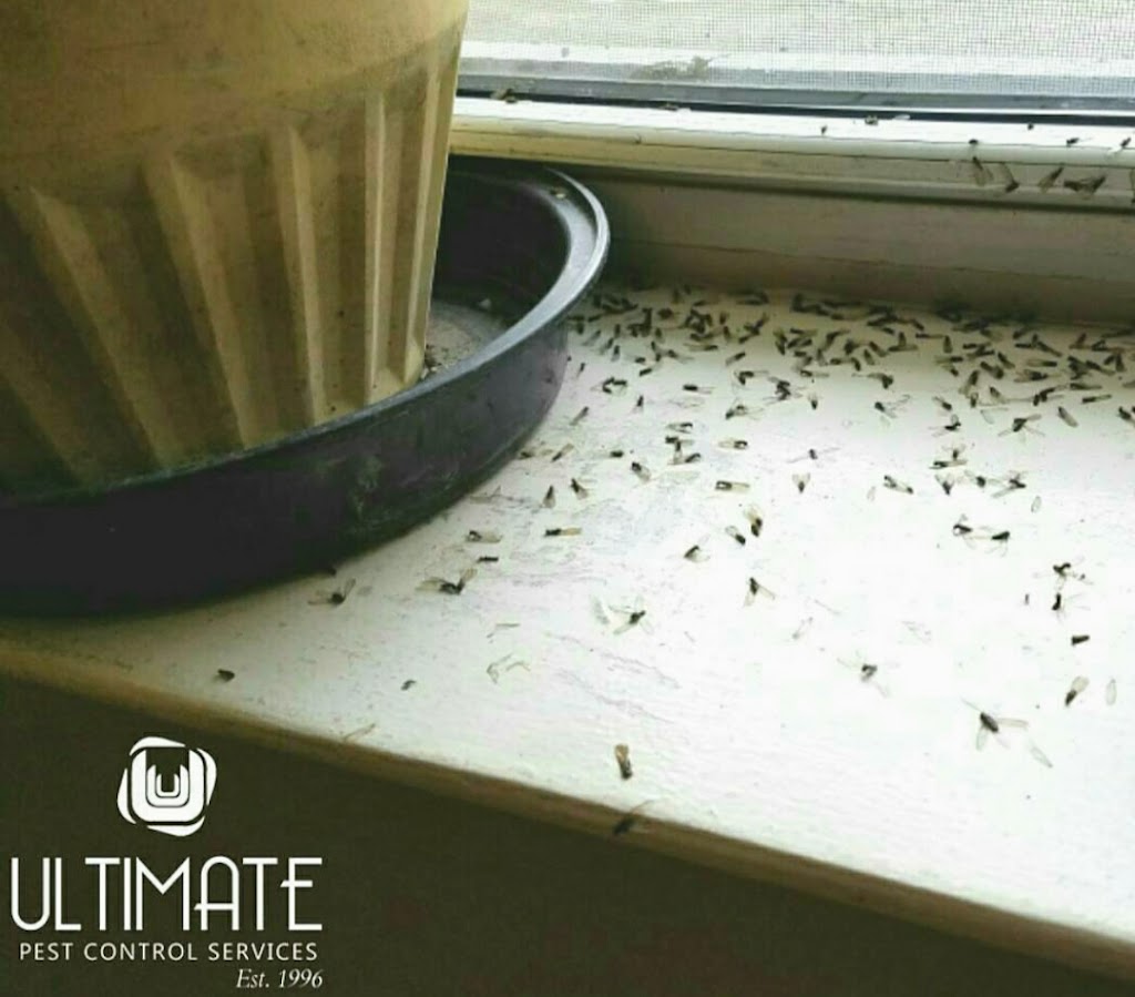 Ultimate Pest Control Services | 14636 20th Ave, Queens, NY 11357 | Phone: (516) 330-3178