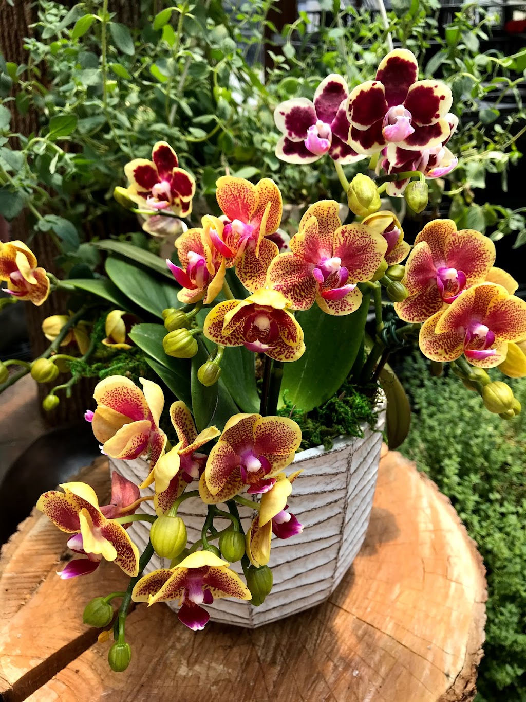 White Plains Orchids, Orchid Farm and Shop | 1485 Mamaroneck Ave, White Plains, NY 10605 | Phone: (914) 948-2064