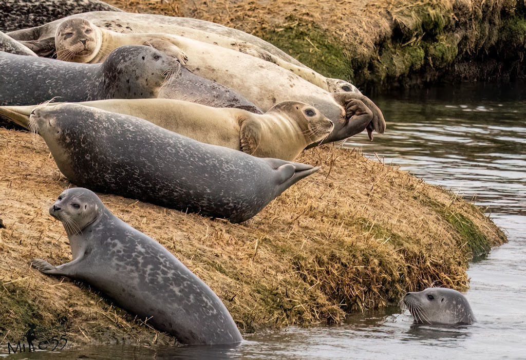 Long Island Whale and Seal Watching | 31 Woodcleft Ave, Freeport, NY 11520 | Phone: (516) 544-6698