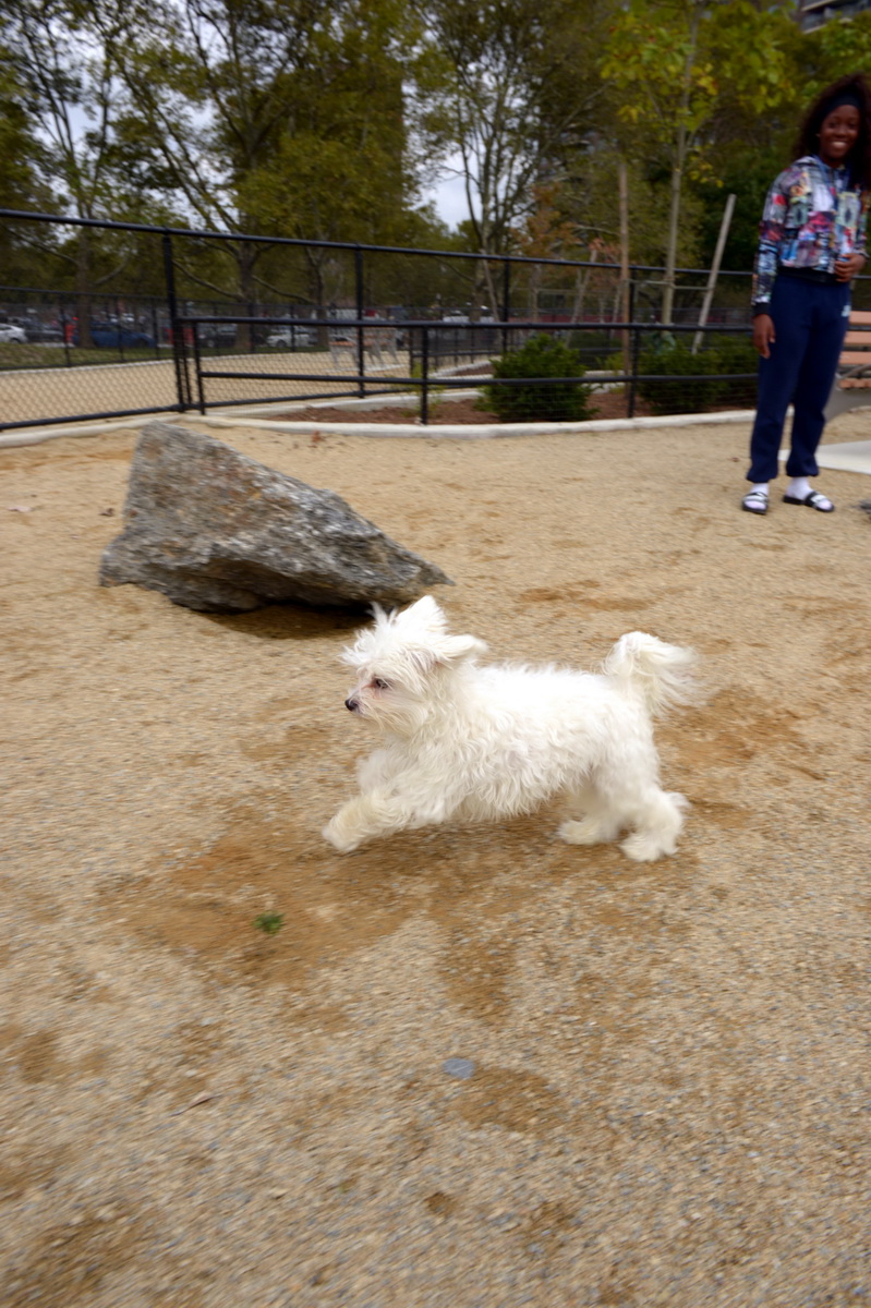 Soundview Park Dog Run | Soundview Park Lafayette Ave &, Boynton Ave, Bronx, NY 10473 | Phone: (212) 639-9675