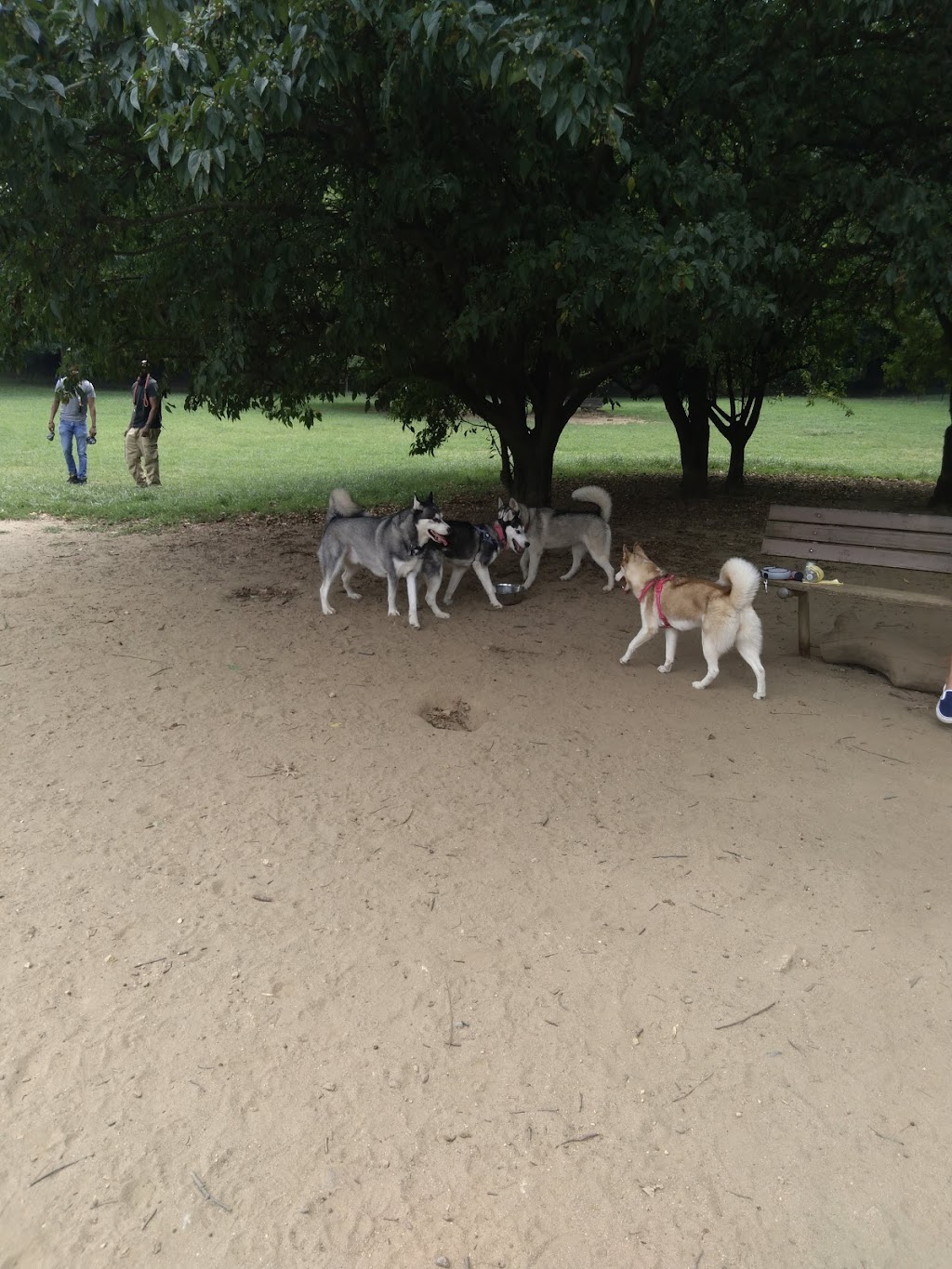 Paws Place Dog Park | 300 Broadfield Rd, New Rochelle, NY 10804 | Phone: (914) 654-2087