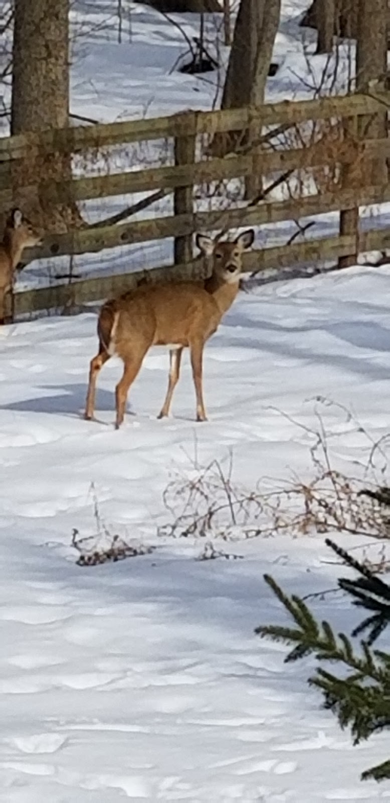 Rockleigh Woods Sanctuary | 26 Rockleigh Rd, Rockleigh, NJ 07647 | Phone: (201) 768-4217