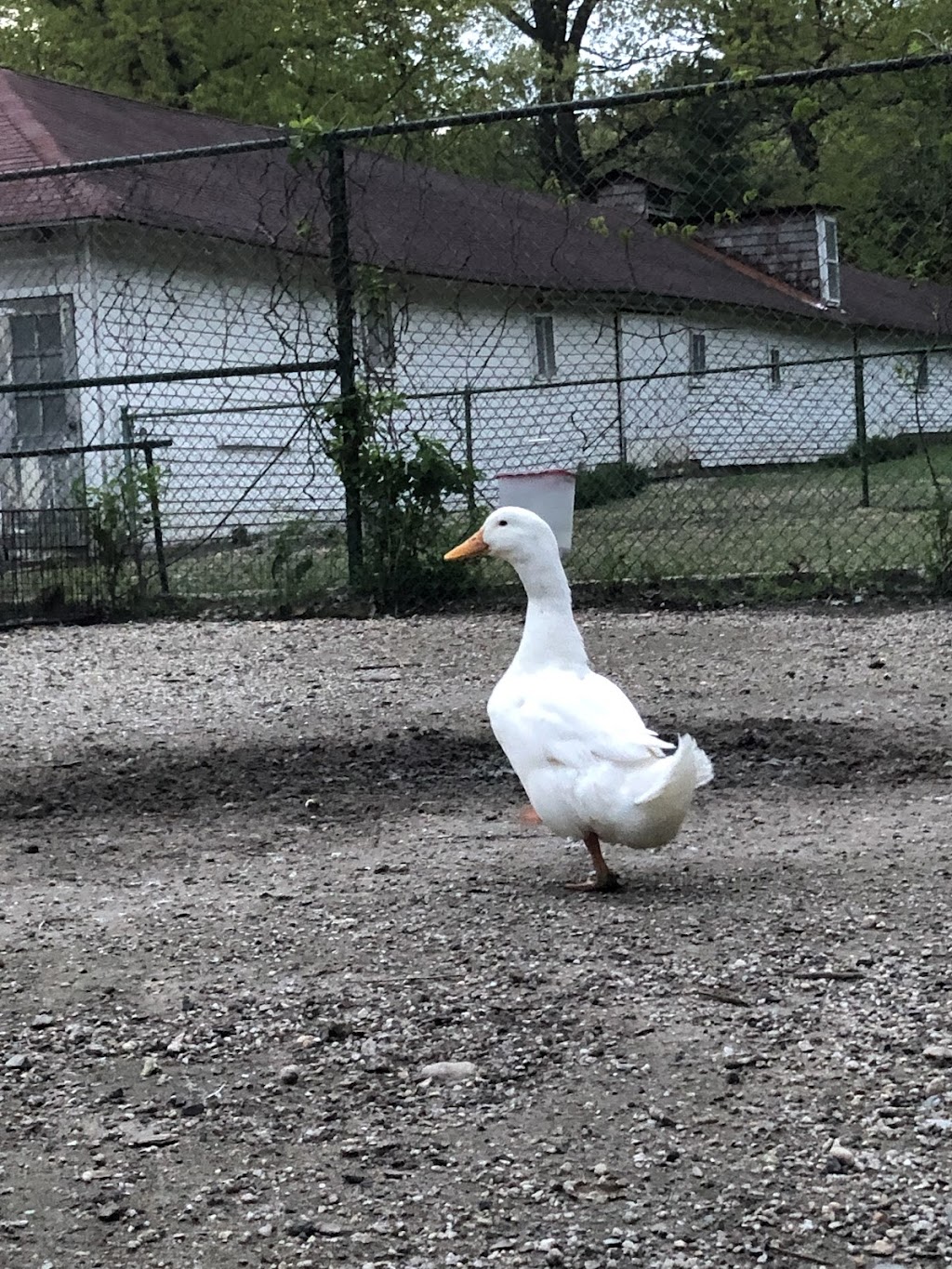 Armstrong Farm of Lattingtown | 20 Peacock Ln, Locust Valley, NY 11560 | Phone: (516) 322-4761