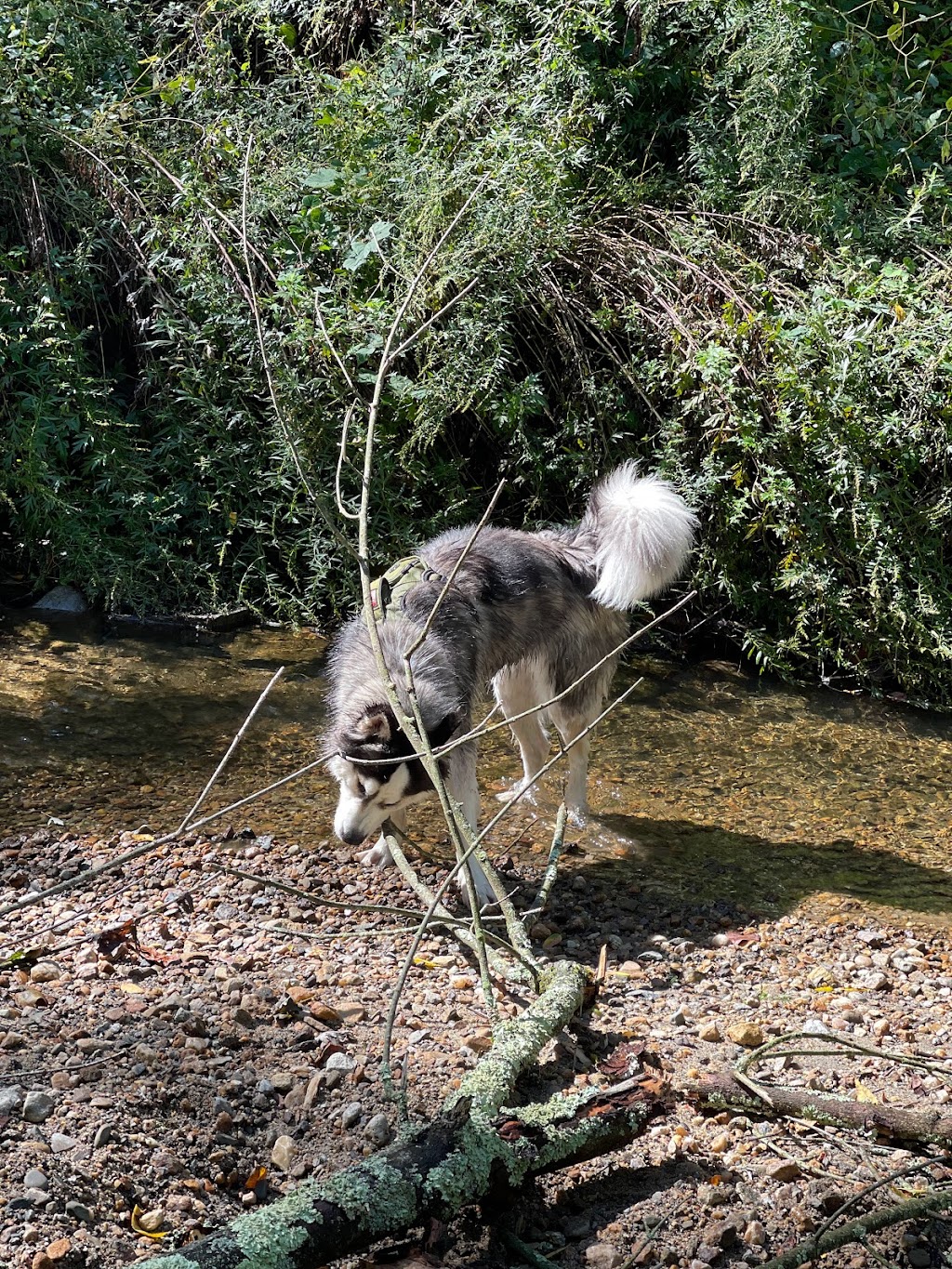 Rumbrook Park East Dog Park | 850 Dobbs Ferry Rd, White Plains, NY 10607 | Phone: (914) 693-8985