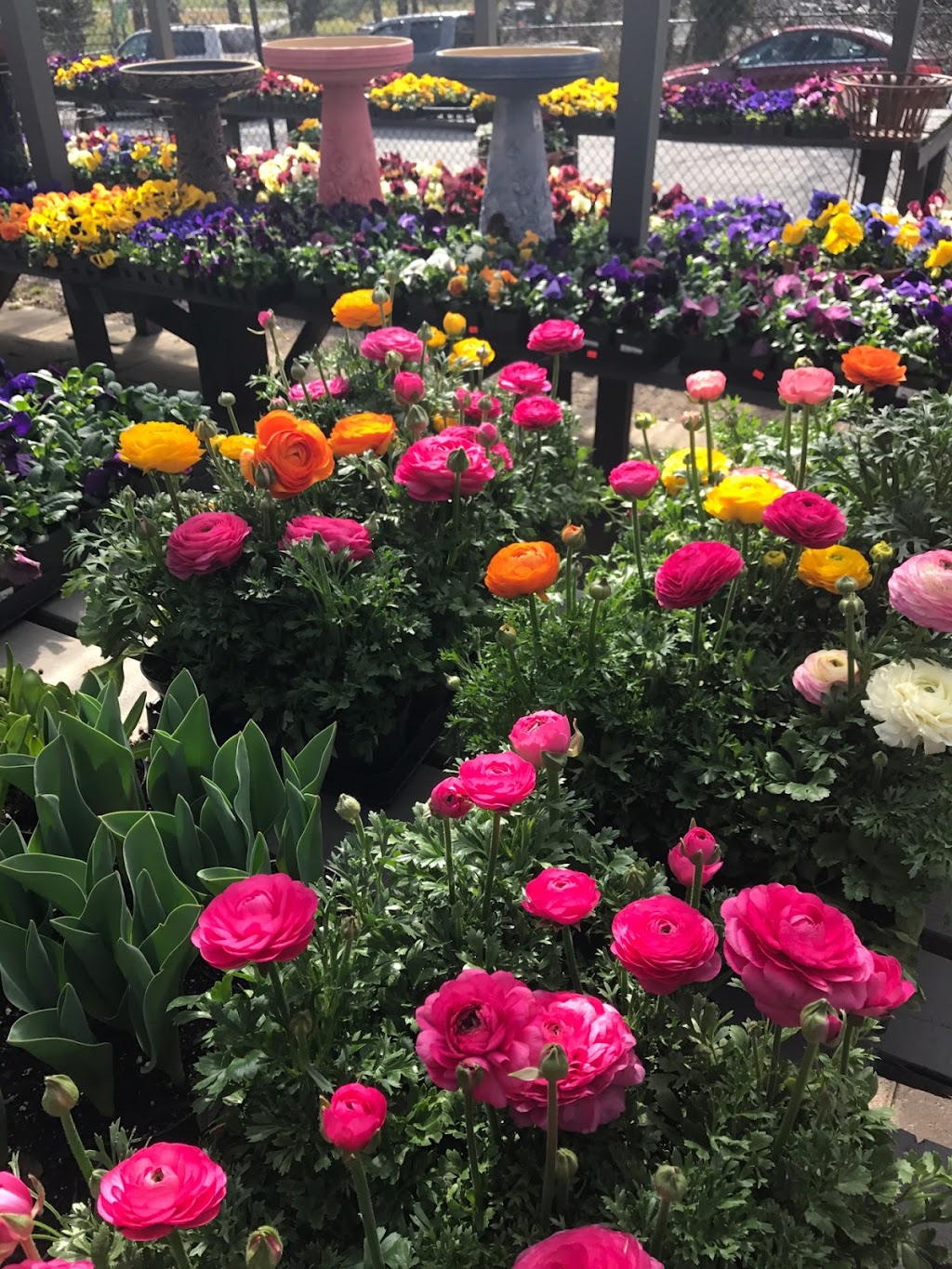 North Shore Garden Center | 53 Avenue A, Port Washington, NY 11050 | Phone: (516) 883-8066