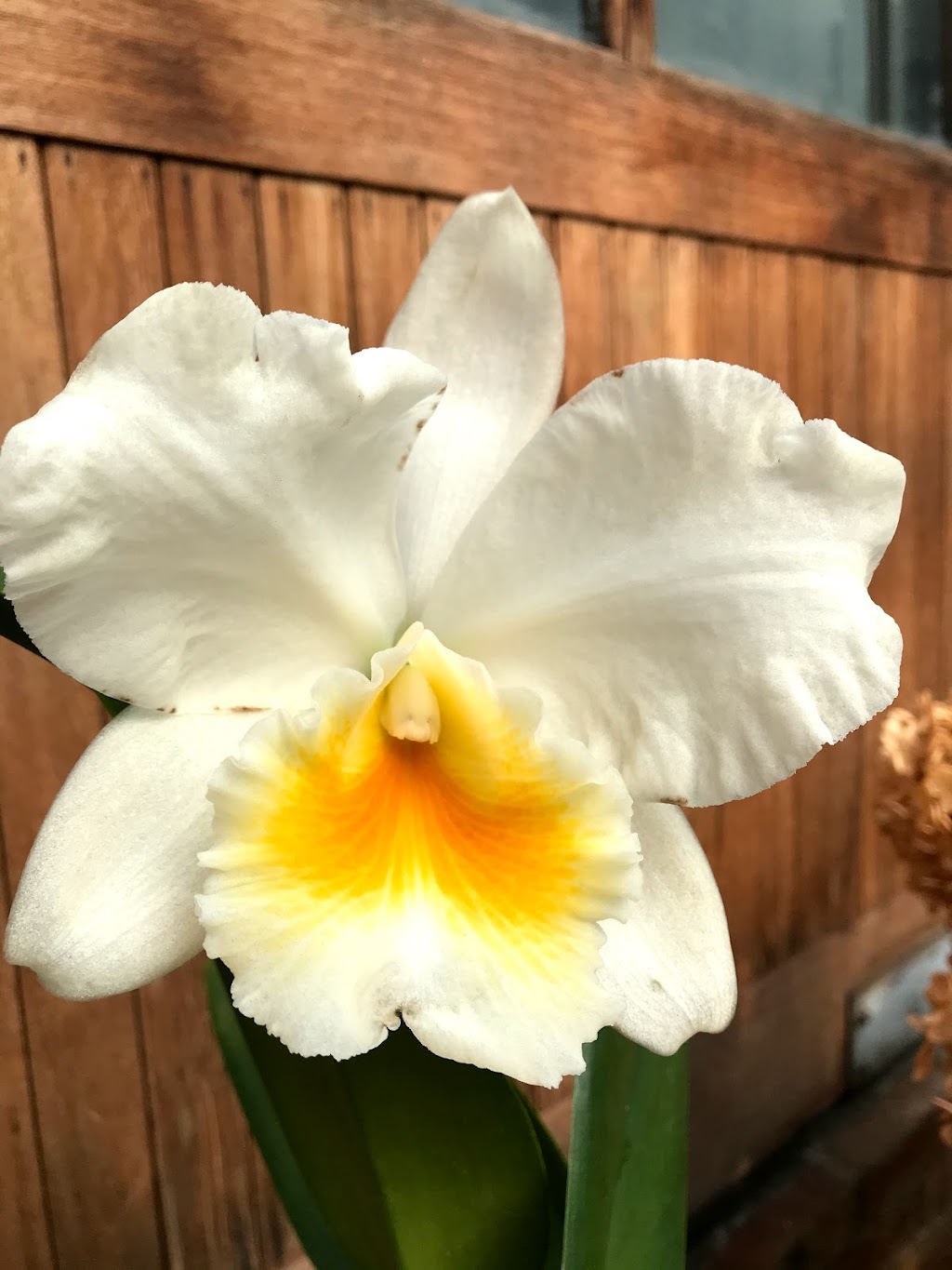 White Plains Orchids, Orchid Farm and Shop | 1485 Mamaroneck Ave, White Plains, NY 10605 | Phone: (914) 948-2064