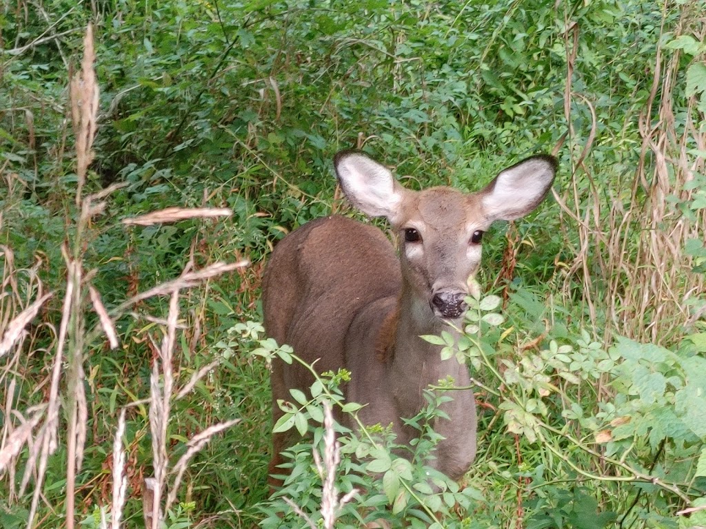 Otter Creek Preserve | Mamaroneck, NY 10543 | Phone: (914) 777-7784