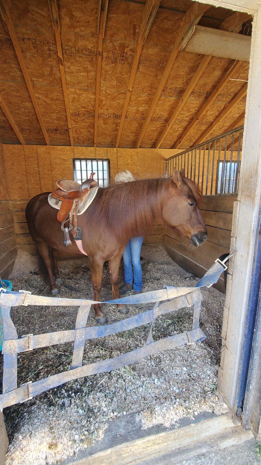 Bethpage Equestrian Center | 499 Winding Rd, Old Bethpage, NY 11804 | Phone: (516) 845-1000