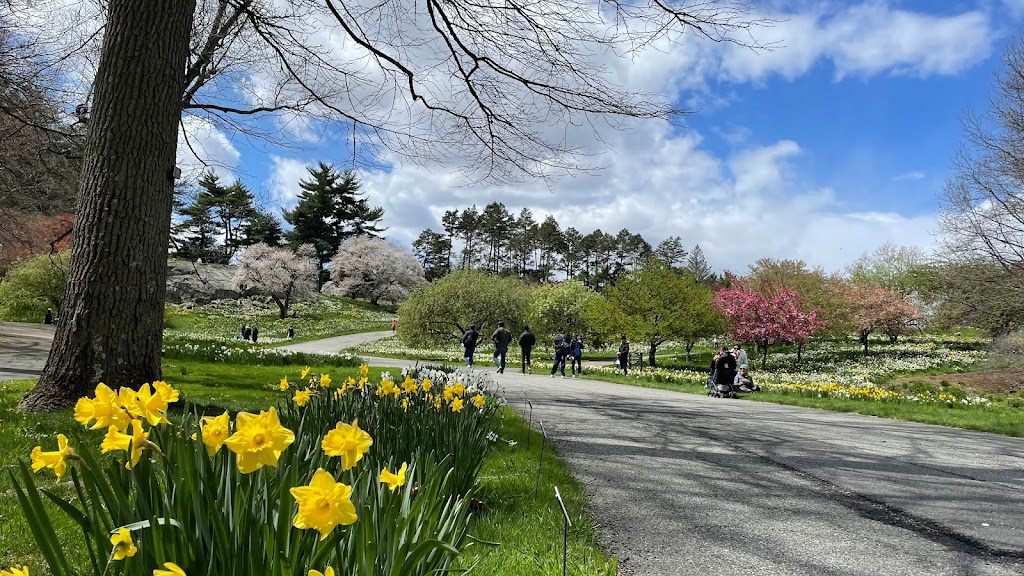 Daffodil Hill | Clay Family Picnic Pavilions, Bronx Park Rd, Bronx, NY 10458 | Phone: (718) 817-8700