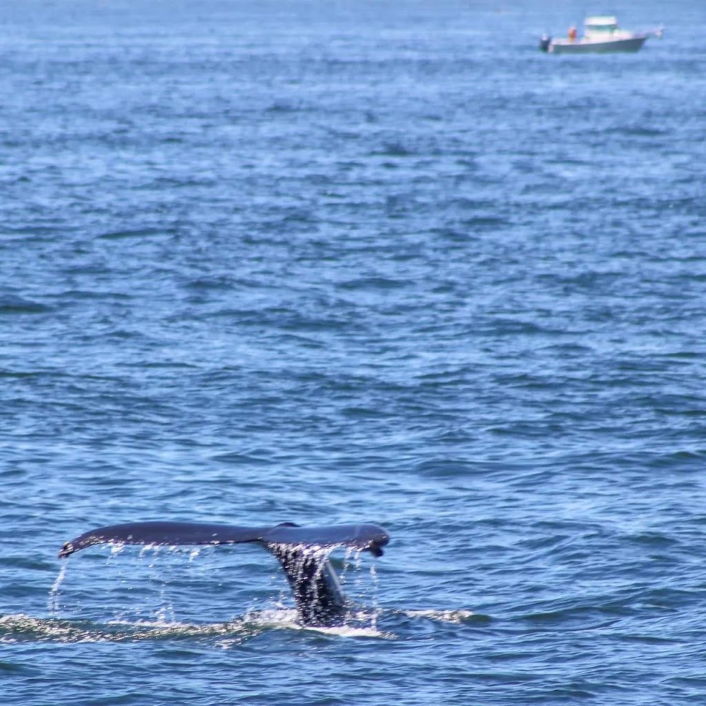 Long Island Whale and Seal Watching | 31 Woodcleft Ave, Freeport, NY 11520 | Phone: (516) 544-6698