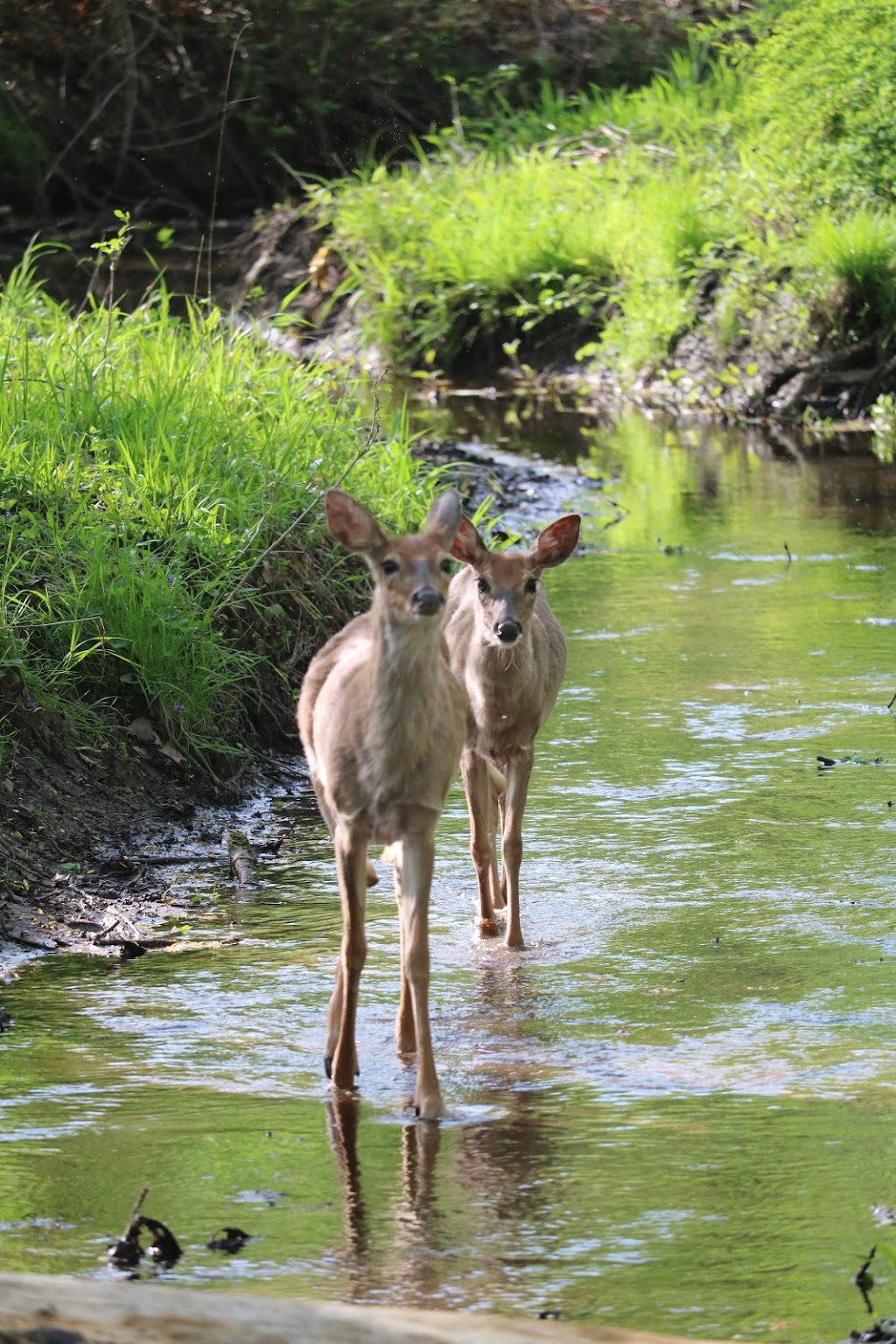 Closter Nature Center | 154 Ruckman Rd, Closter, NJ 07624 | Phone: (201) 800-2008