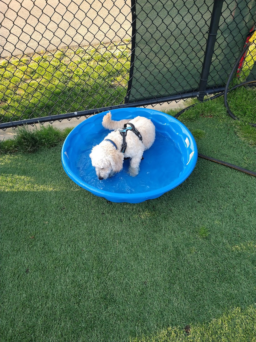 Town of Hempstead Dog Park | 2858 Shore Rd, Bellmore, NY 11710 | Phone: (516) 489-5000