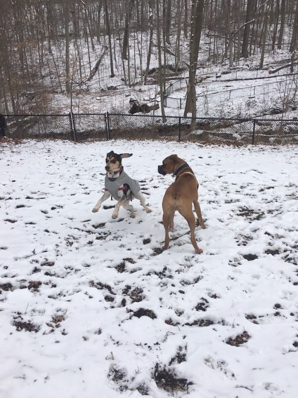 Rumbrook Park East Dog Park | 850 Dobbs Ferry Rd, White Plains, NY 10607 | Phone: (914) 693-8985