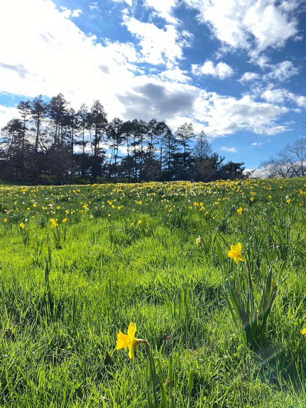 Daffodil Hill | Clay Family Picnic Pavilions, Bronx Park Rd, Bronx, NY 10458 | Phone: (718) 817-8700