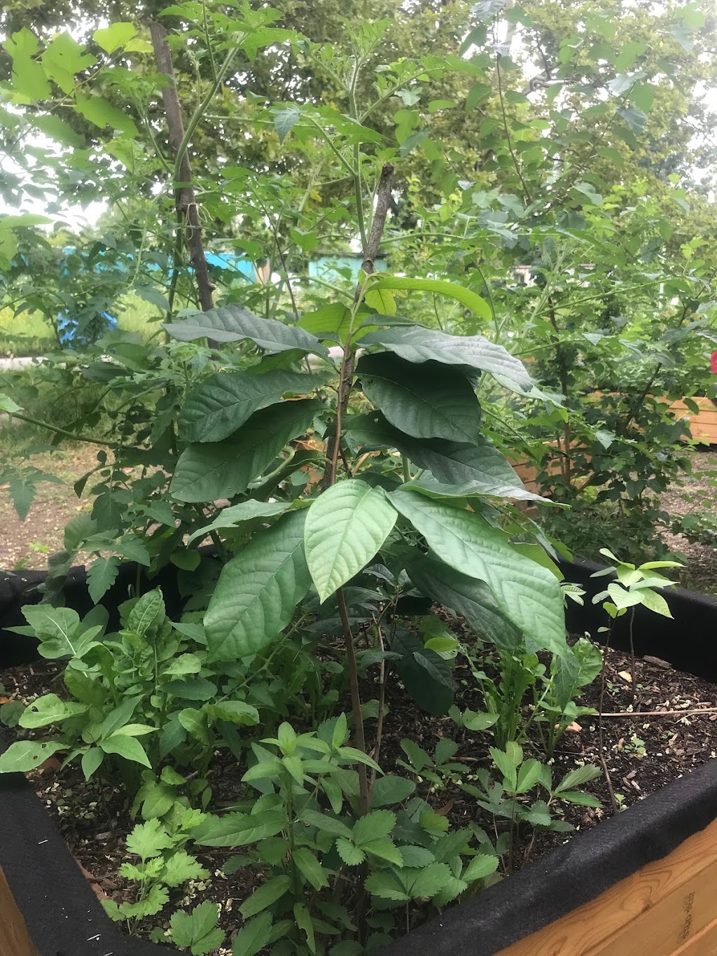 Swale Food Forest on Governors Island | 652 Craig Rd S, New York, NY 10004 | Phone: (718) 674-4872