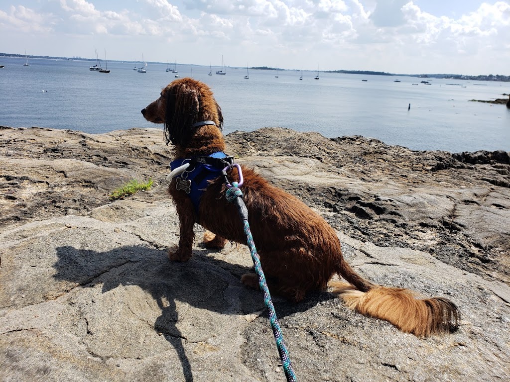 Larchmont Dog Beach | 118 Park Ave, Larchmont, NY 10538 | Phone: (914) 834-6230