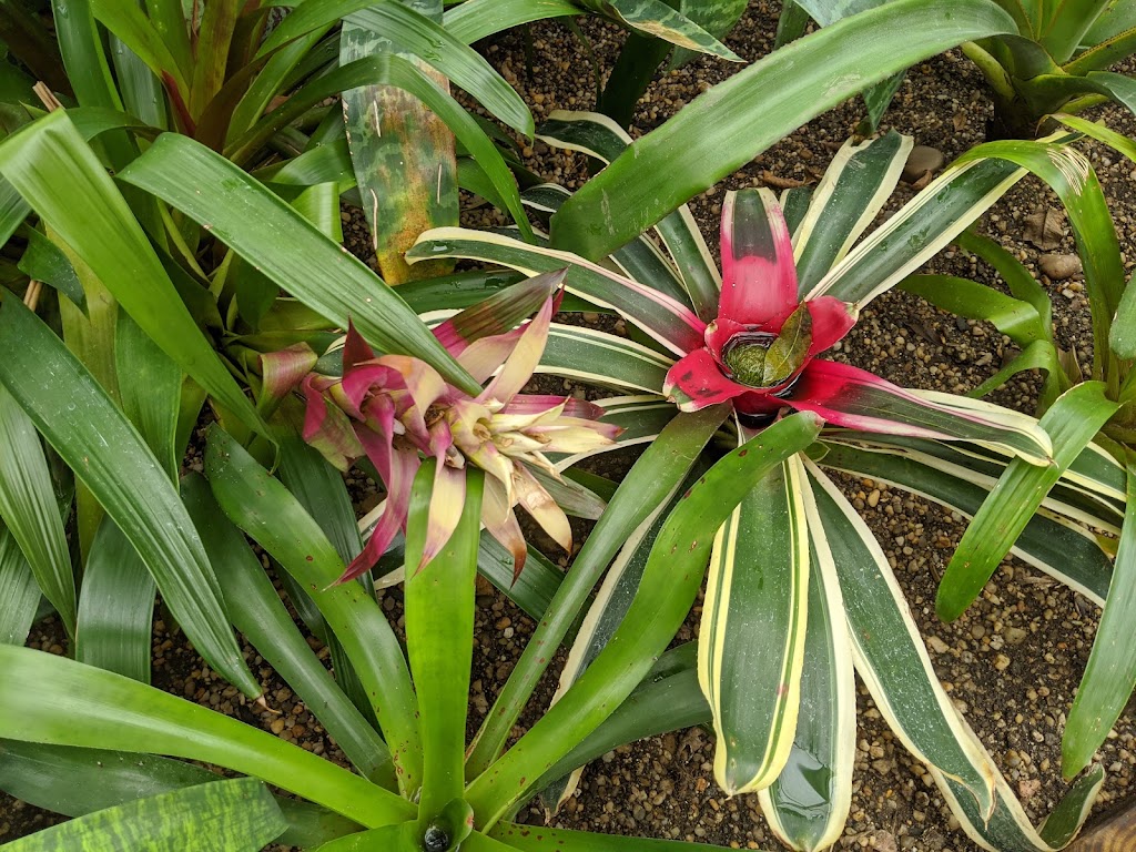 Main Greenhouse / Hibiscus House, Planting Fields Arboretum | Oyster Bay, NY 11771 | Phone: (516) 922-9200