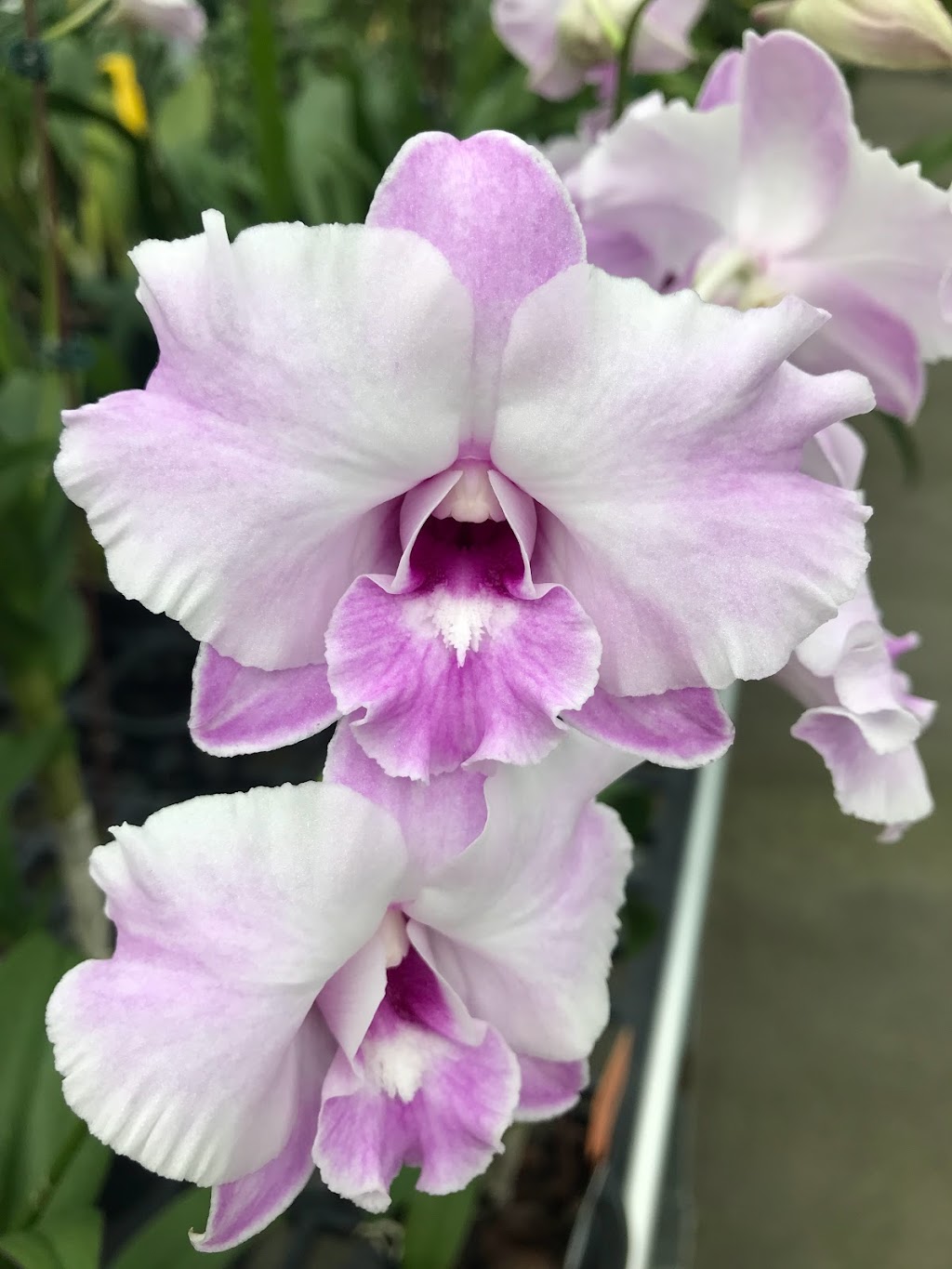 White Plains Orchids, Orchid Farm and Shop | 1485 Mamaroneck Ave, White Plains, NY 10605 | Phone: (914) 948-2064