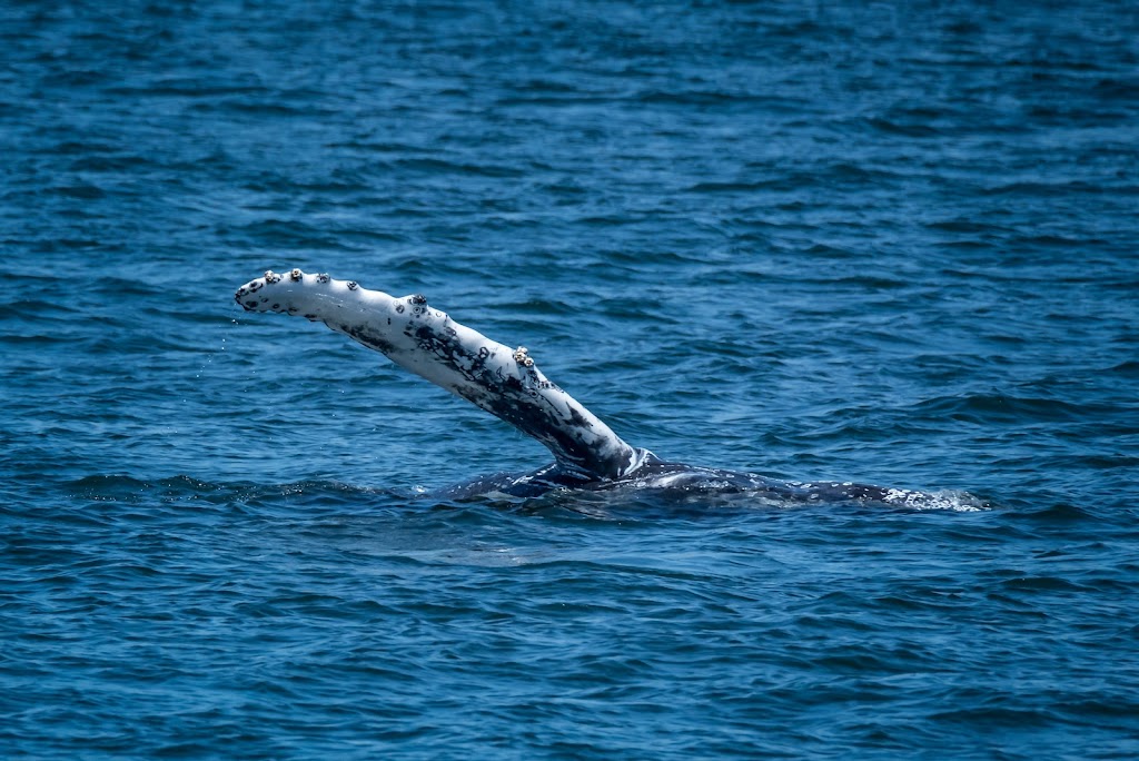 Long Island Whale and Seal Watching | 31 Woodcleft Ave, Freeport, NY 11520 | Phone: (516) 544-6698