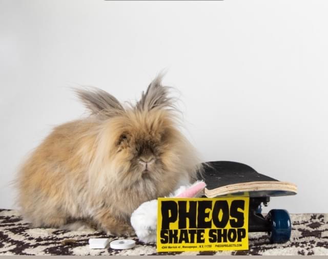 Pheos Skate Shop | 4344 Merrick Rd, Massapequa, NY 11758 | Phone: (516) 448-5994