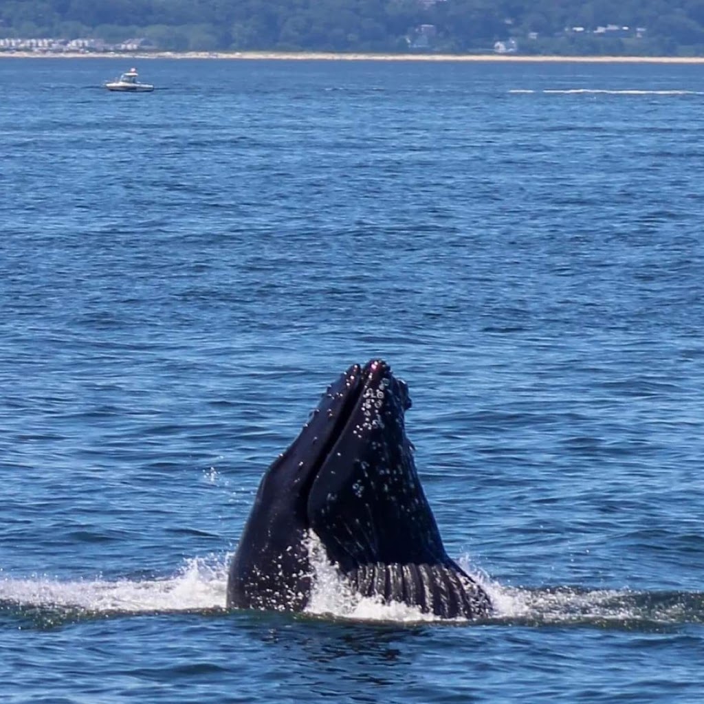 Long Island Whale and Seal Watching | 31 Woodcleft Ave, Freeport, NY 11520 | Phone: (516) 544-6698