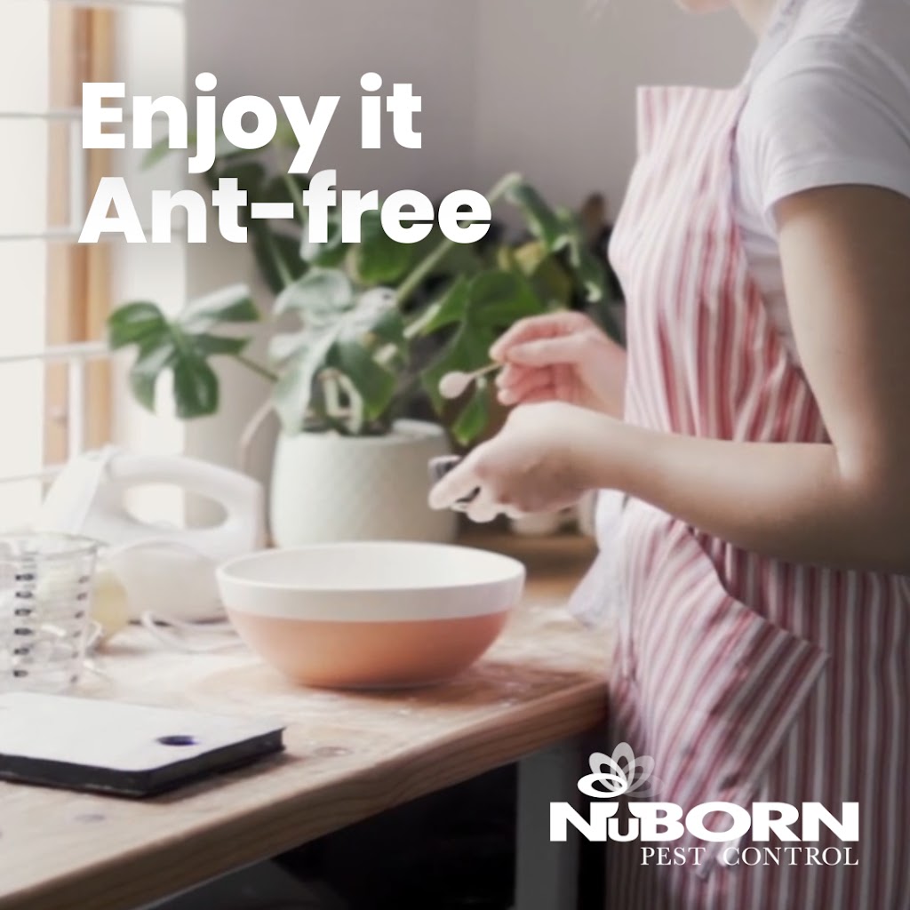 NuBorn Pest Control | 154 E Boston Post Rd, Mamaroneck, NY 10543 | Phone: (914) 239-3831