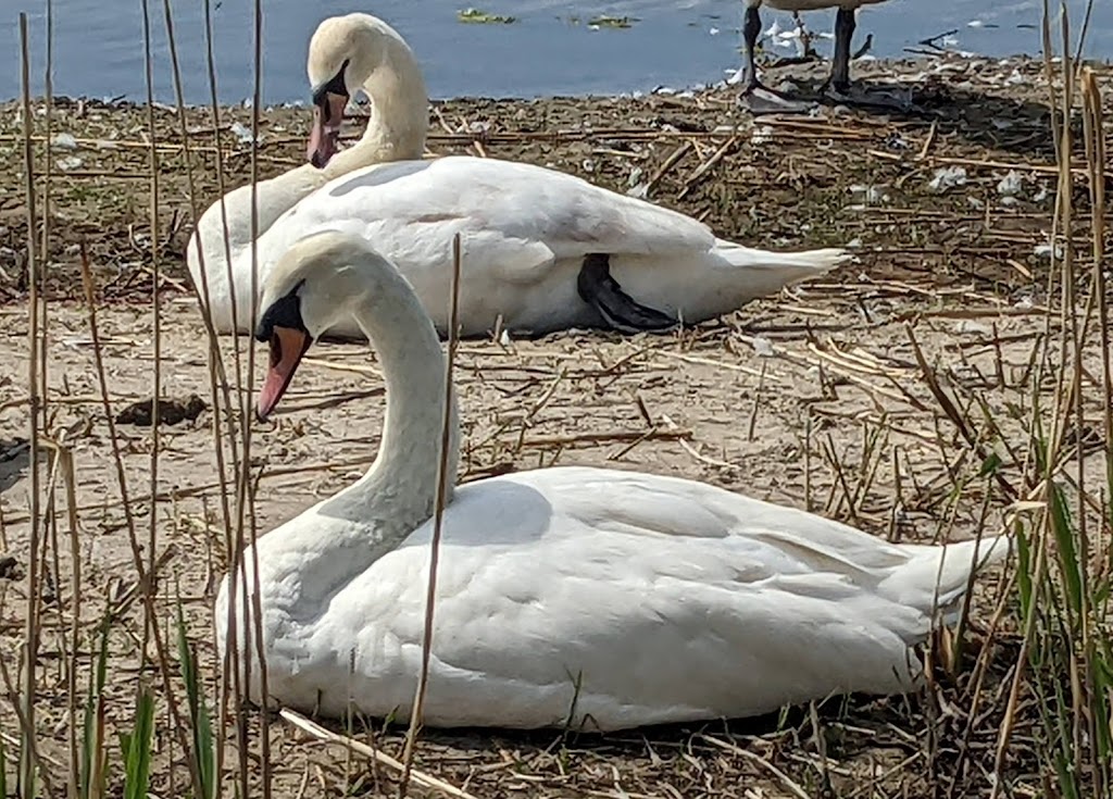 Jamaica Bay Wildlife Refuge | 175-10 Cross Bay Blvd, Queens, NY 11693 | Phone: (718) 318-4340