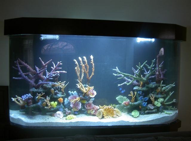 Aquarius Aquariums | 214 Riverside Dr #511, New York, NY 10025 | Phone: (212) 749-4970