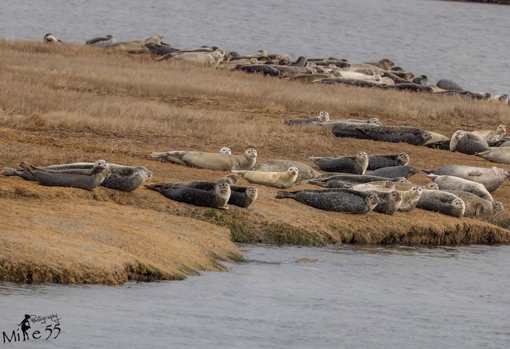 Long Island Whale and Seal Watching | 31 Woodcleft Ave, Freeport, NY 11520 | Phone: (516) 544-6698