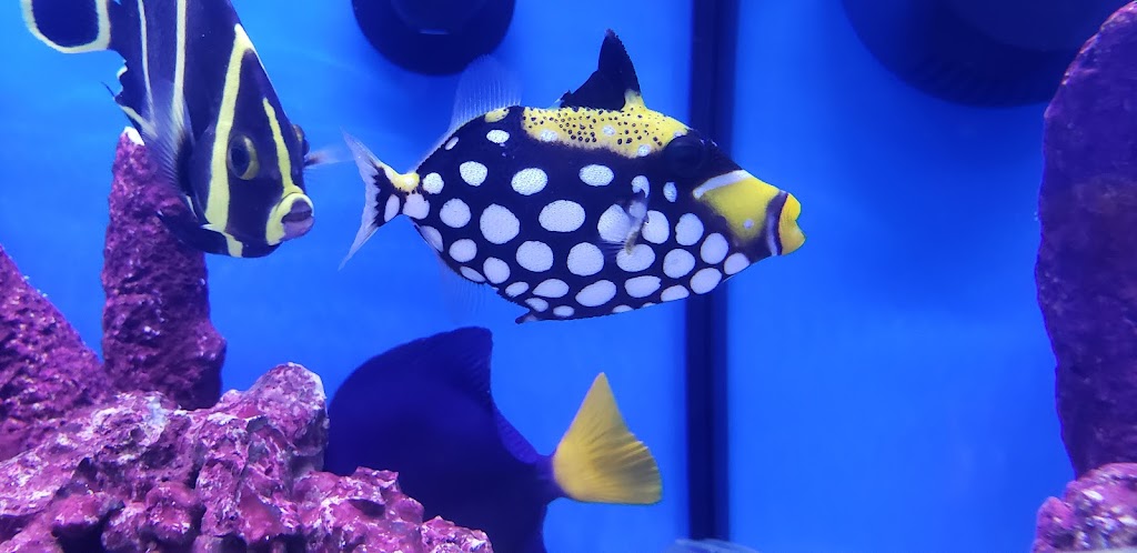 Aquariums Alive | 44 Schoolhouse Rd, Old Bethpage, NY 11804 | Phone: (516) 606-1382