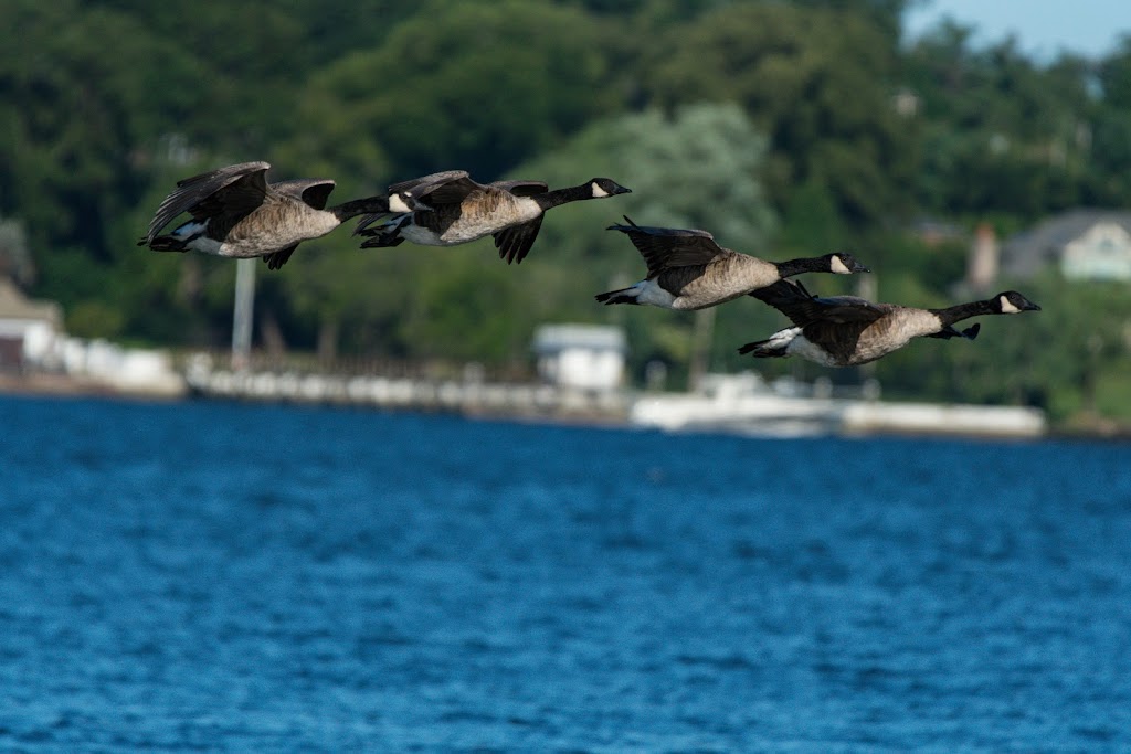 Leeds Pond Beach | N Plandome Rd, Port Washington, NY 11050 | Phone: (516) 572-0200