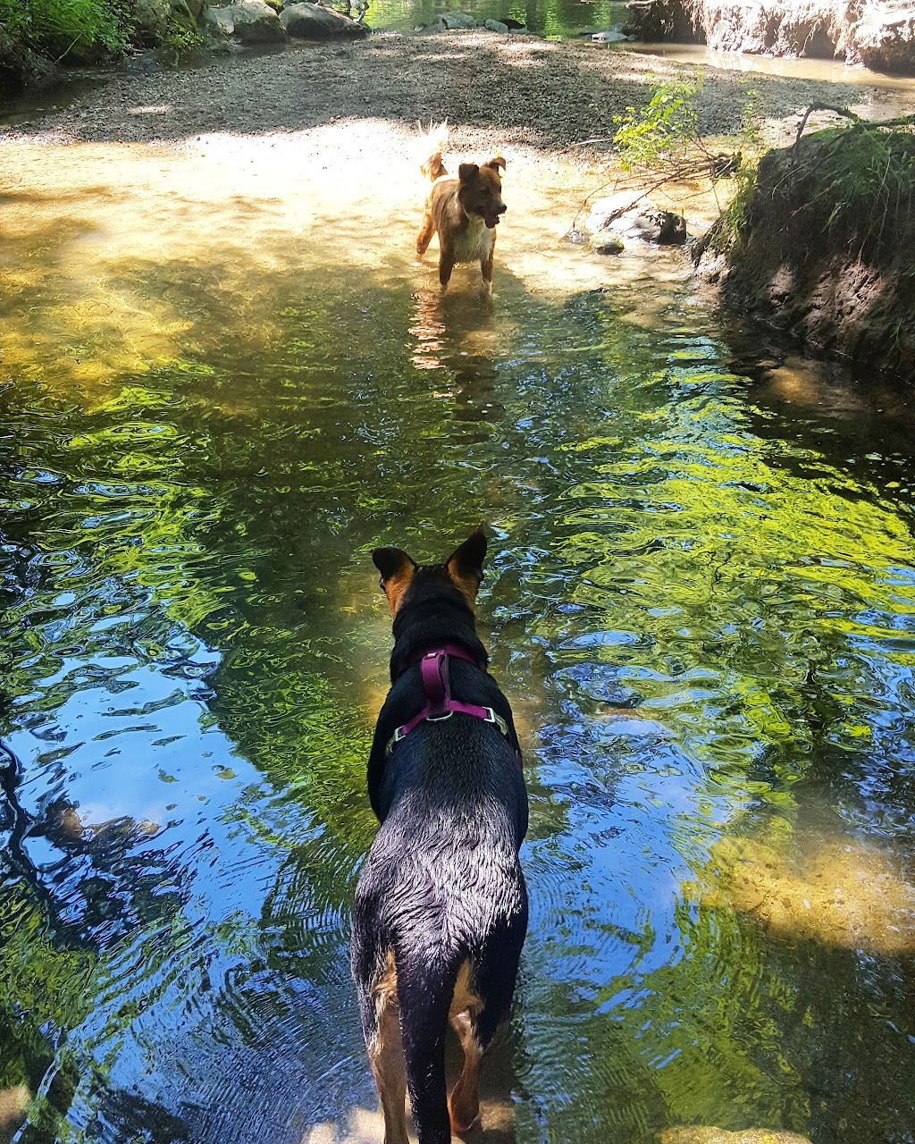 Rumbrook Park East Dog Park | 850 Dobbs Ferry Rd, White Plains, NY 10607 | Phone: (914) 693-8985