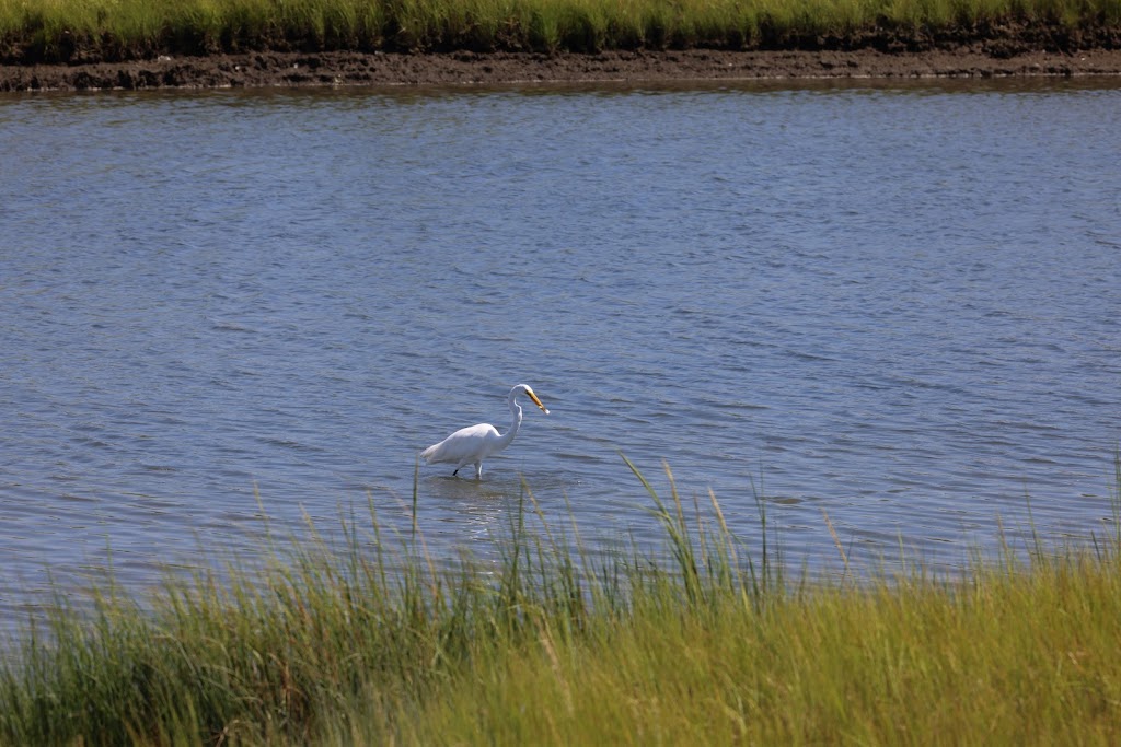 Marine Nature Study Area | 500 Slice Dr, Oceanside, NY 11572 | Phone: (516) 766-1580